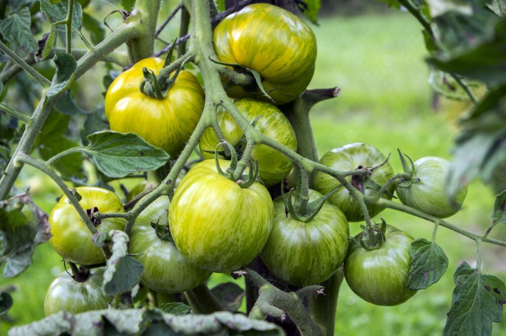 Grüne Tomaten an Pflanzen