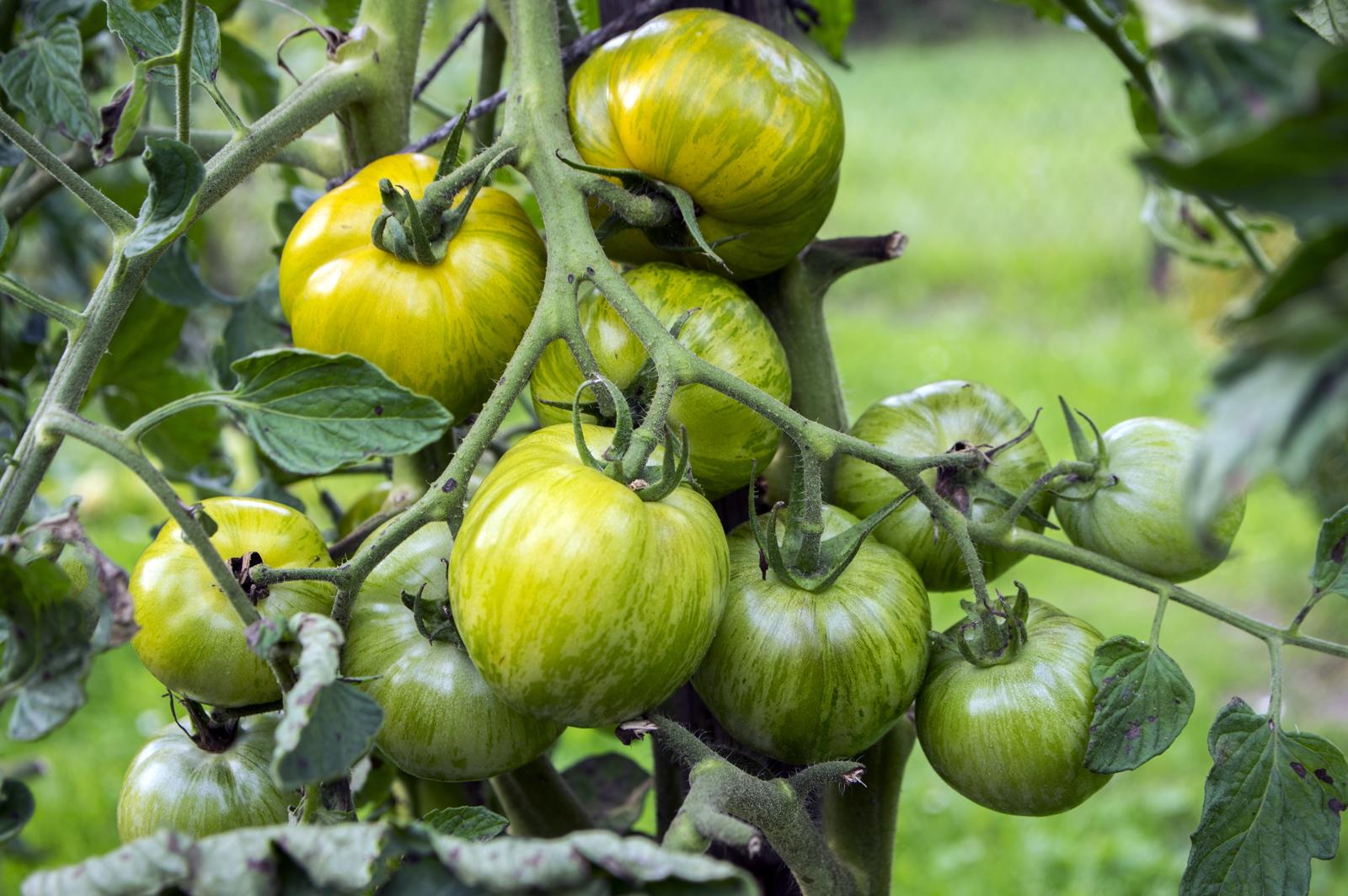 Gelehrter Markieren Sie Pronomen wie reifen grüne tomaten Ekstase ...