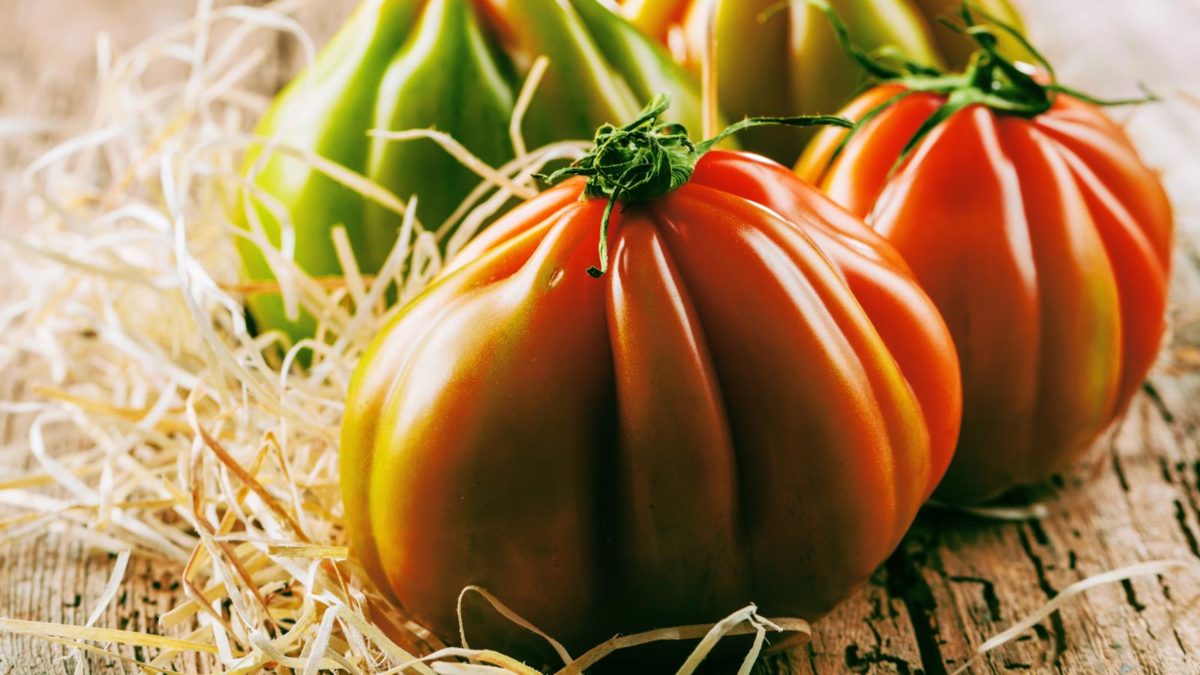 Sperli Premium Tomatensamen „Marmande“ – Fleischtomate, Freiland, Bis 500 G