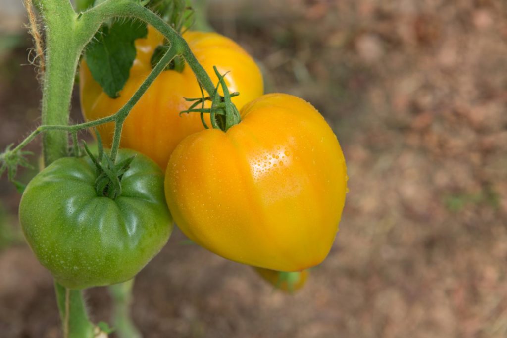 Gelbe Ochsenherz-Tomate