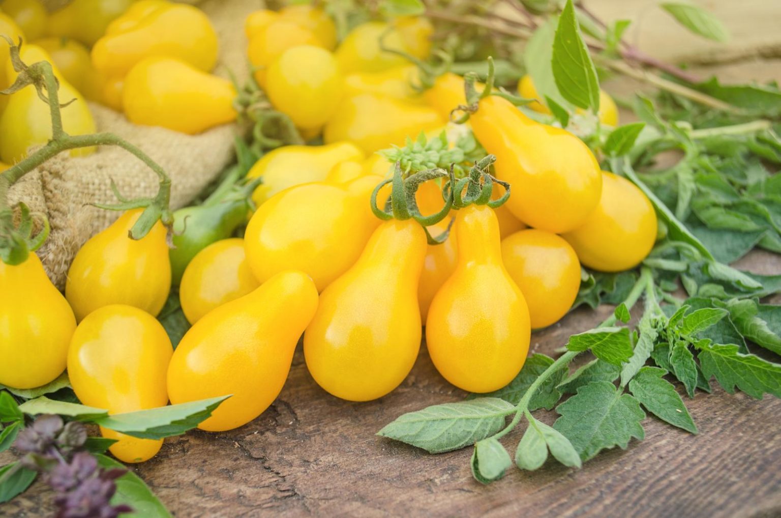 Gelbe Tomaten Die besten Sorten & Pflanztipps Plantura