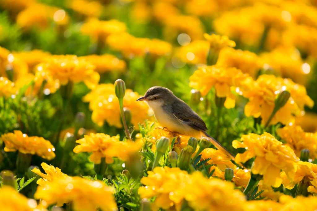 Vogel auf Ringelblumen