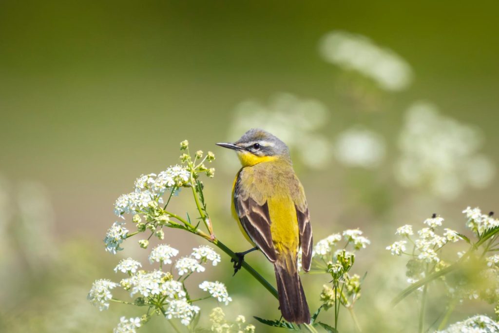 Vogel auf zweig des Gierschs