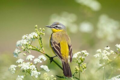 Kräuter für Vögel: 13 vogelfreundliche Futterpflanzen