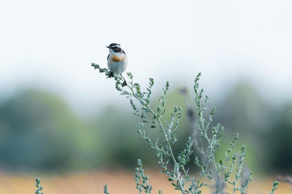 Vogel auf zweig