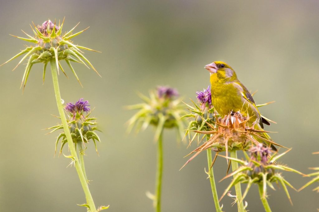Vogel in Mariendistel