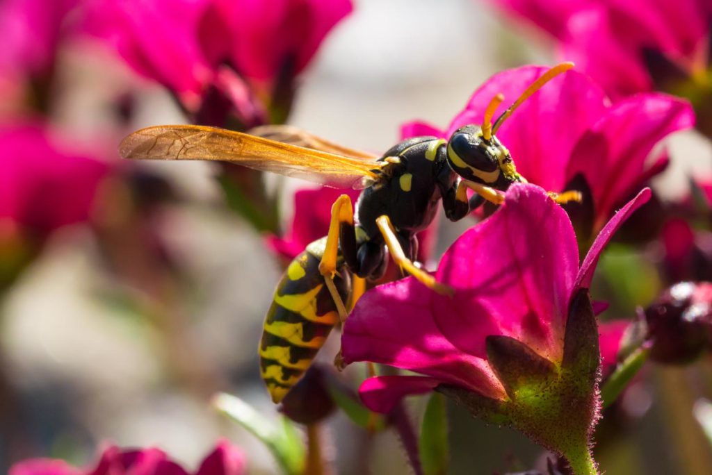 Ausgewachsene Wespe auf pinker Blüte