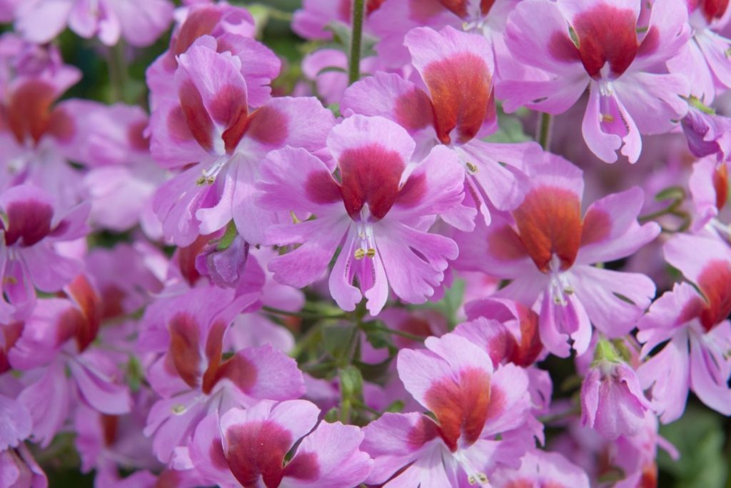 Bauernorchideen-Blüten in Rosa