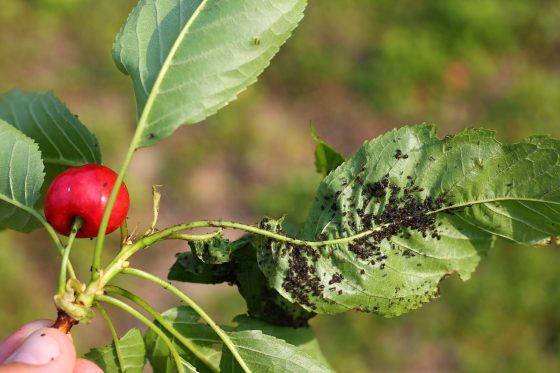 Nützlinge gegen Blattläuse: Tipps zur natürlichen Bekämpfung