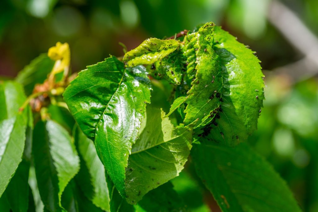 Eingerollte Blätter durch Blattlausbefall