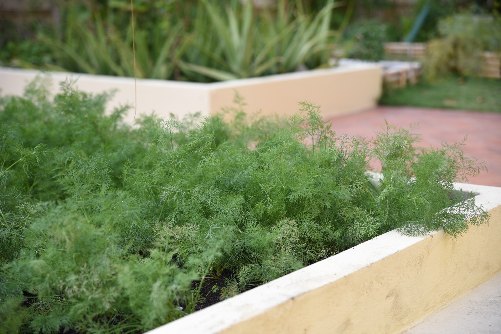 Dill: Ernten, lagern und verwenden - Plantura