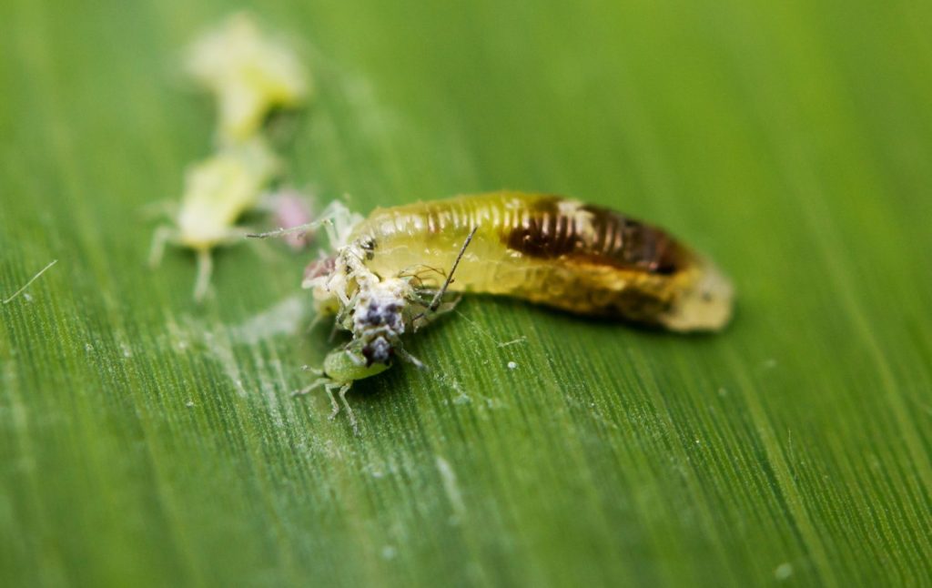 Gallmückenlarve auf Blatt