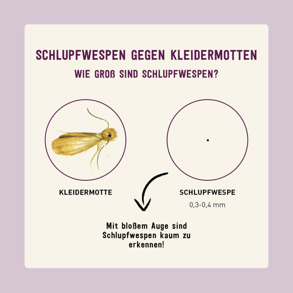 Größenvergleich von Kleidermotte und Schlupfwespe