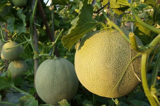 Honigmelone anpflanzen: Tipps zum Anbau im Garten & Topf