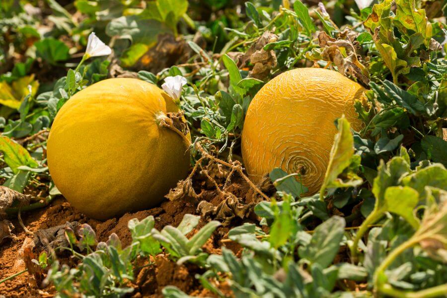 Melonen wachsen im Beet
