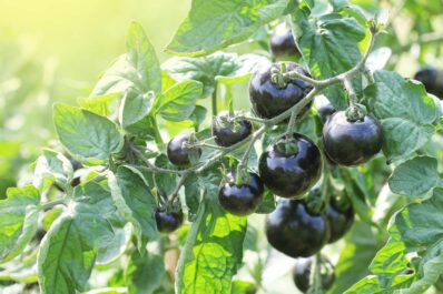 Indigo Rose: Geschmack & Anbau der Stabtomate