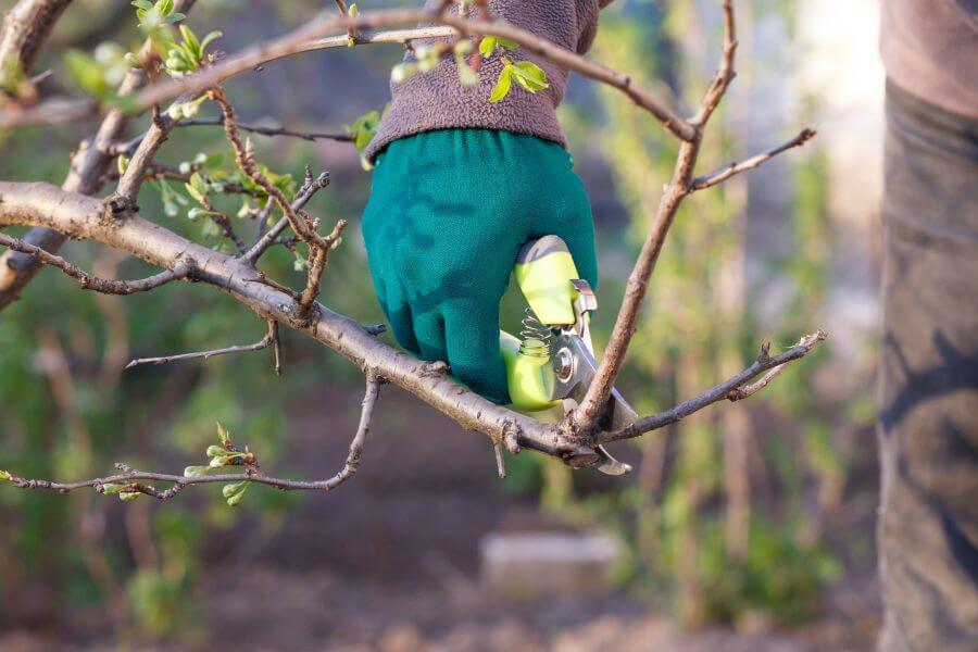 Junger Zwetschgenbaum wird mit Gartenschere geschnitten