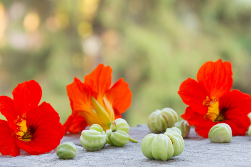 Samenkapseln und Blüten der Kapuzinerkresse
