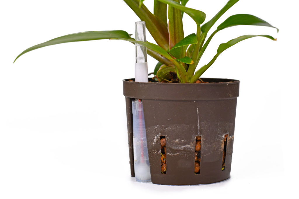 Philodendron in Blähton als Substrat