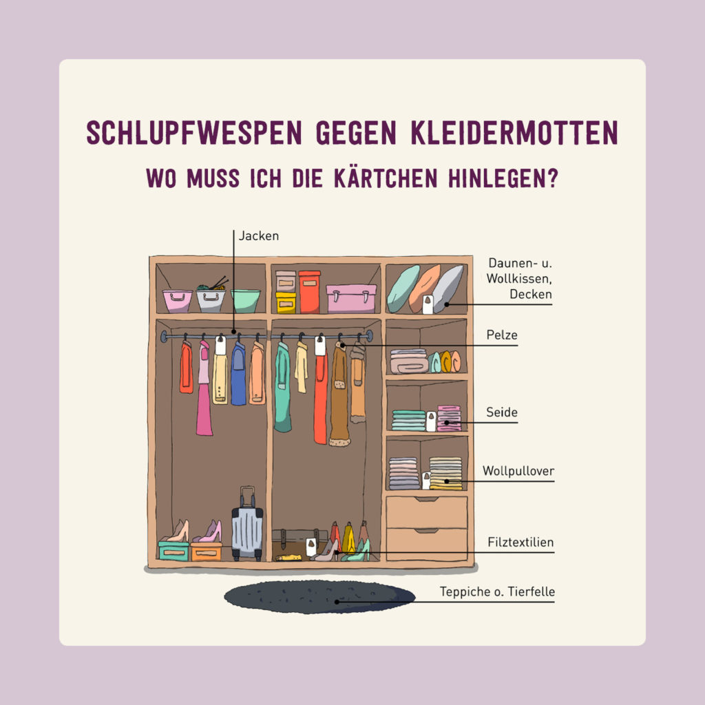 Plantura Schlupfwespen gegen Kleidermotten anwenden