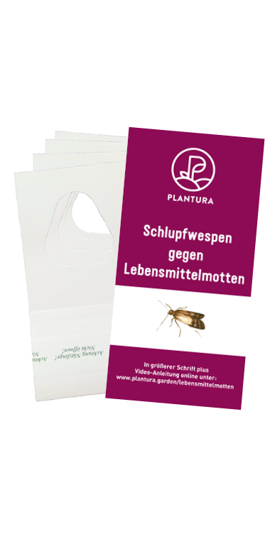 Plantura Schlupfwespen gegen Lebensmittelmotten