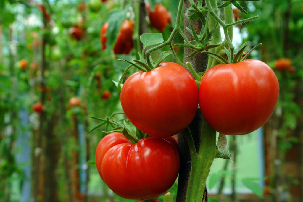 Saint-Pierre-Tomaten an Rispe