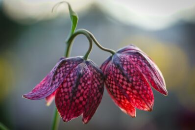 Schachbrettblume: Alles zum Pflanzen, Pflegen & Vermehren