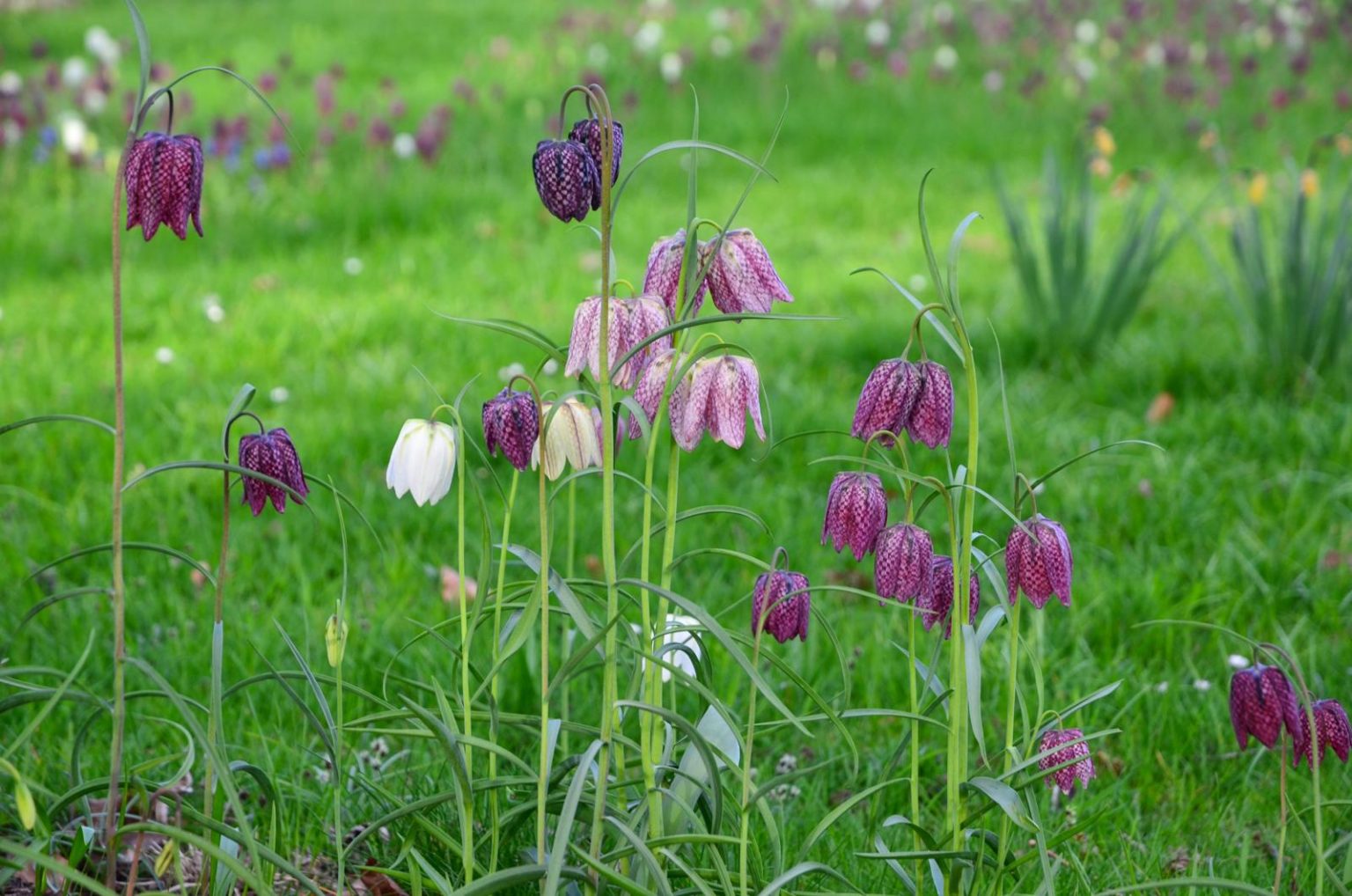 Schachbrettblume Pflanzen, Pflegen & Vermehren Plantura