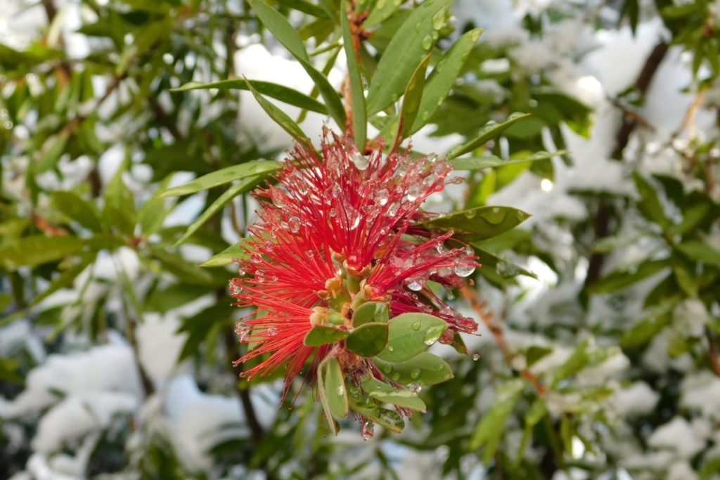 Schneebedeckte Zylinderputzer-Blüte im Winter