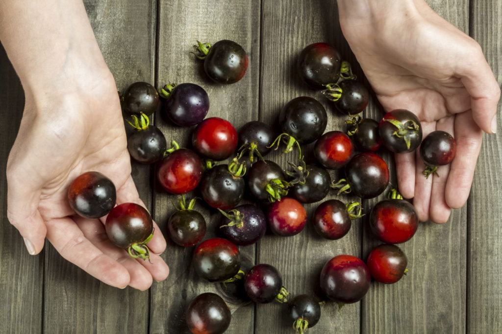 Reife Indigo Rose Tomaten auf Tisch