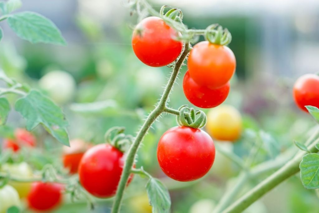Reife, rote Johannisbeertomaten