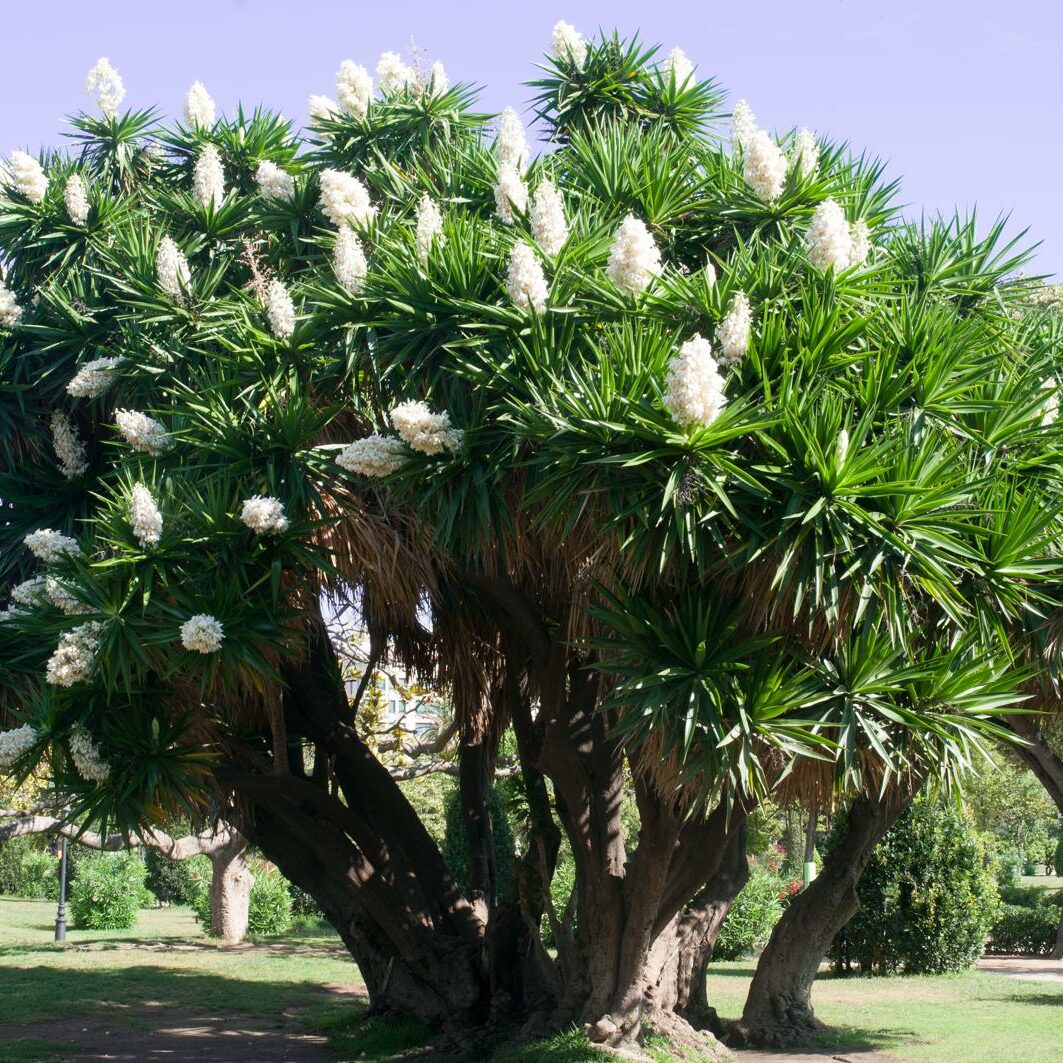 Yucca-Palme dngen: Wann, wie & womit? - Plantura