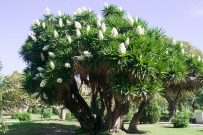 Yucca-Palme düngen: Wann, wie & womit Yuccas düngen?