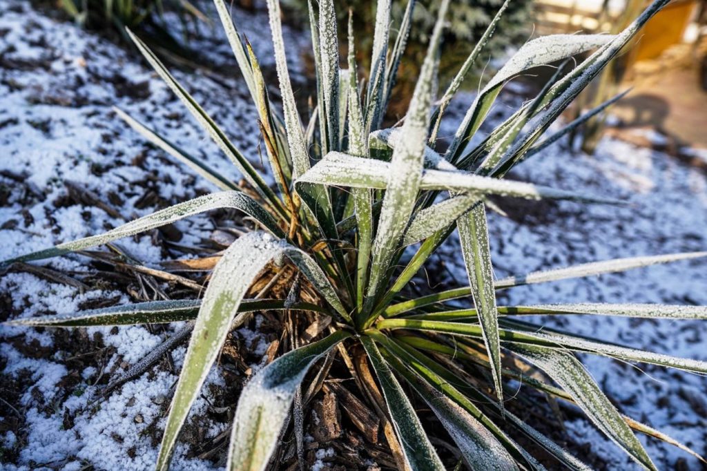 Yucca im Winter