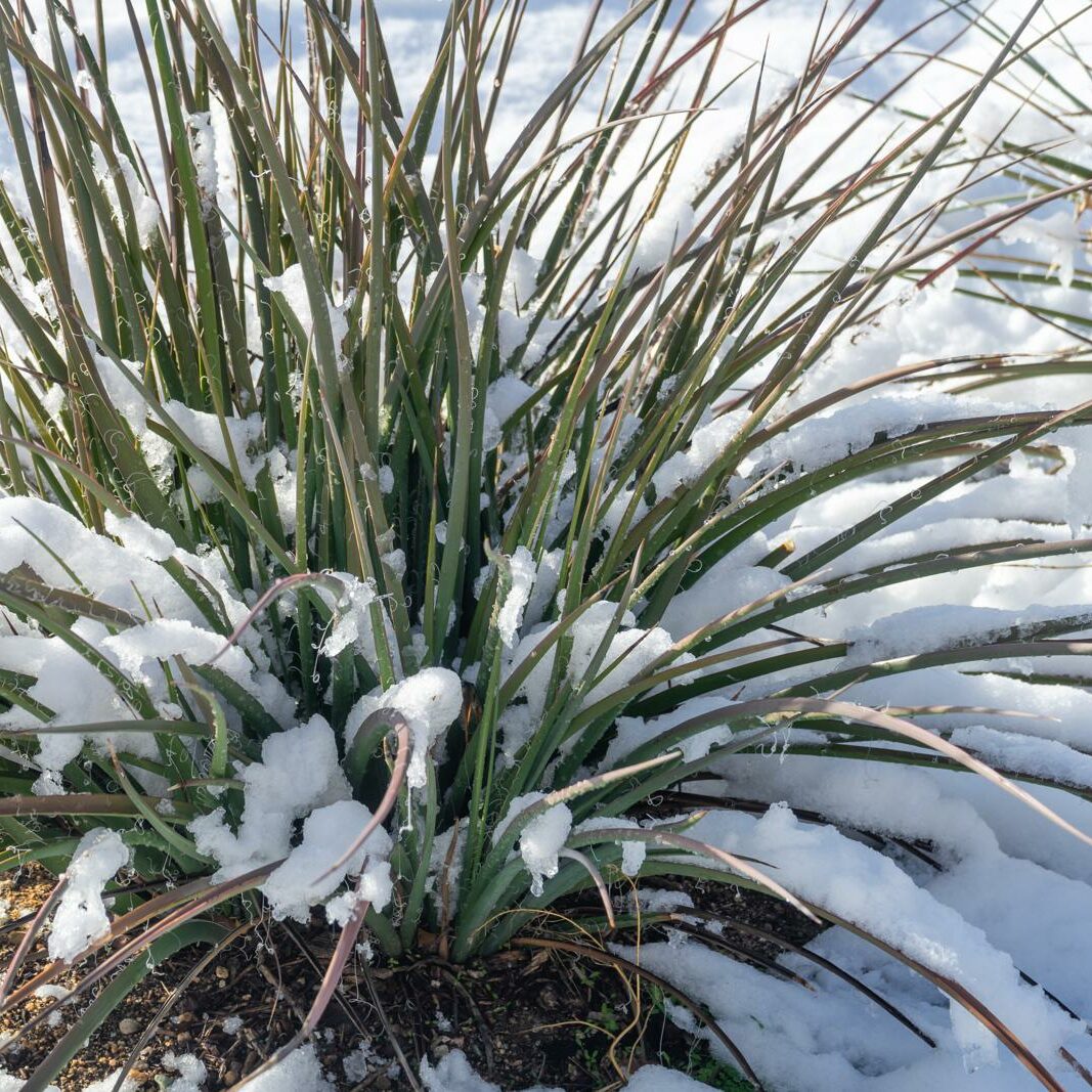 Yucca-Palme berwintern: Wann, wie & wo? - Plantura