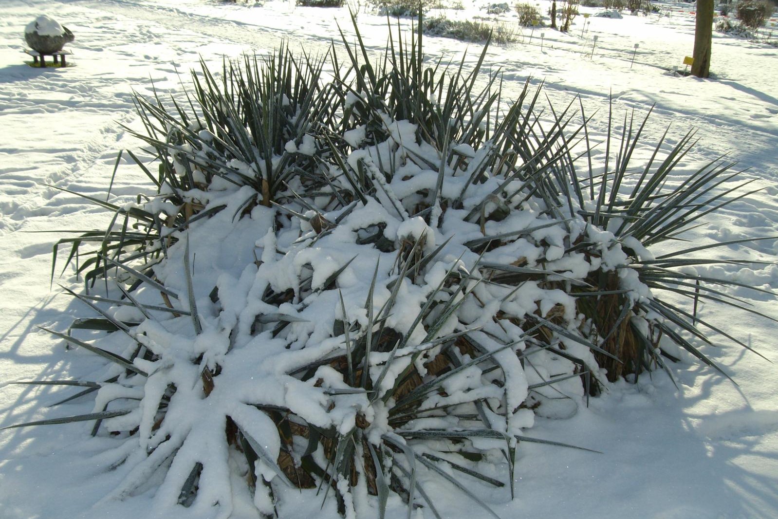 YuccaPalme überwintern Wann, wie & wo? Plantura