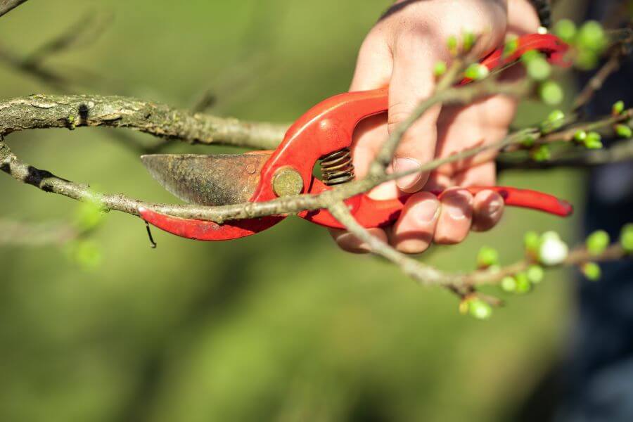 Zwetschgenbaum wird mit Gartenschere geschnitten