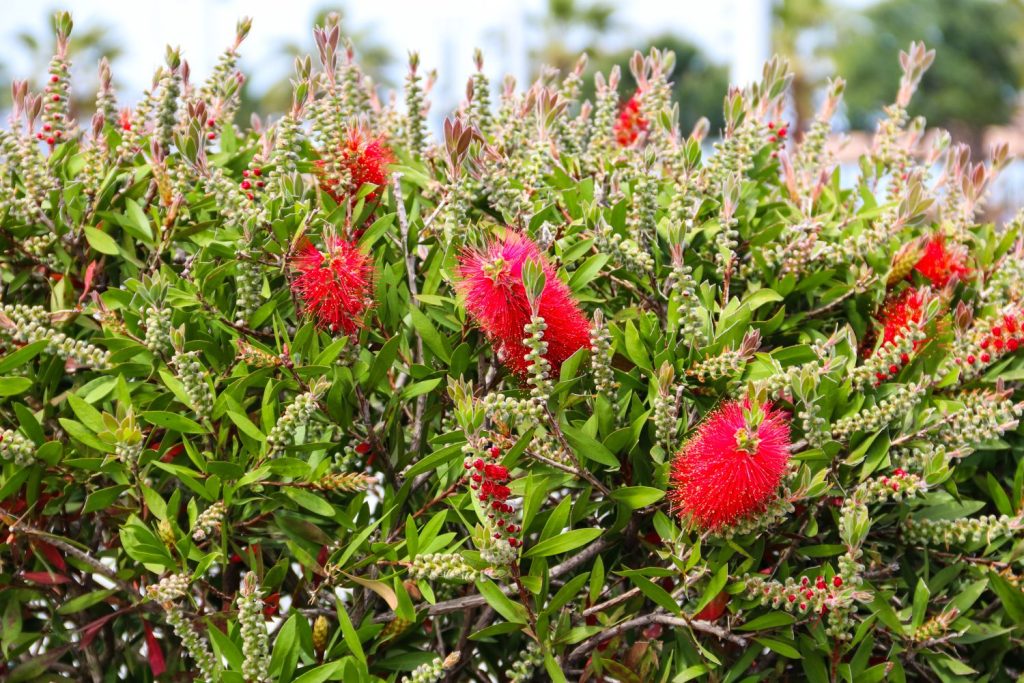 Zylinderputzer-Strauch mit Blüten im Garten