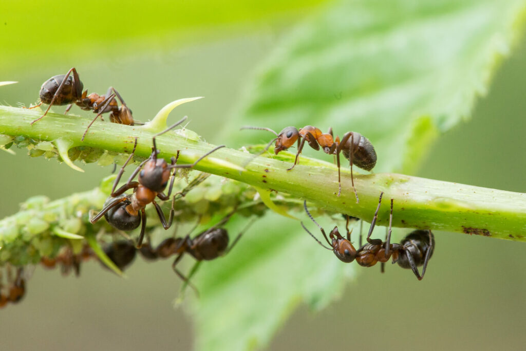 Ameisen und Blattläuse auf Pflanze