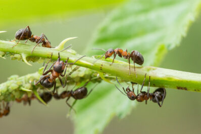 Ameisen & Blattläuse: Lebensweise und Verhältnis