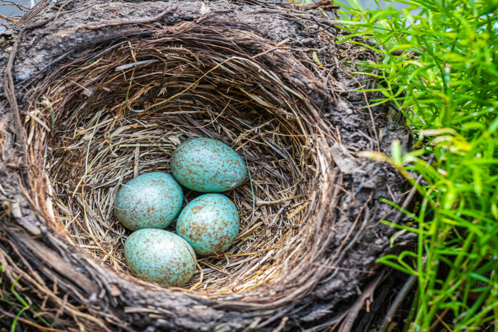 Amsel Eier im Nest