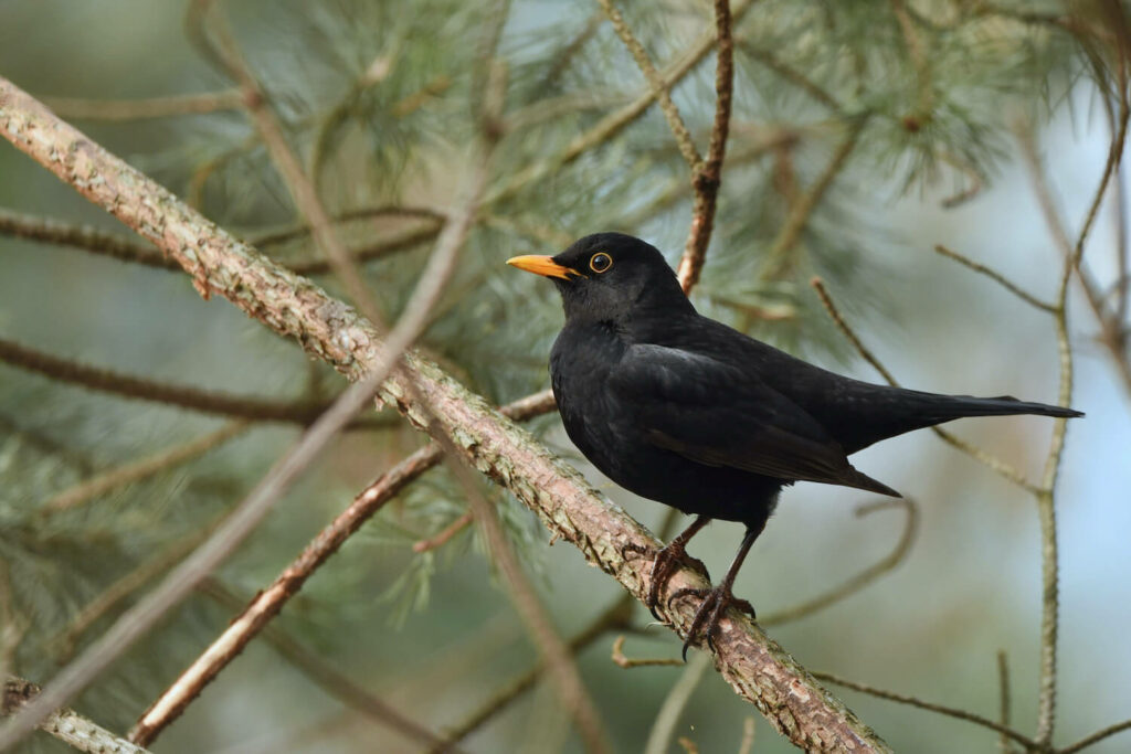Amsel Männchen auf Ast