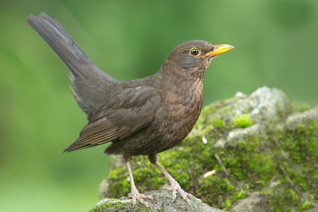 Amsel Weibchen auf Stein