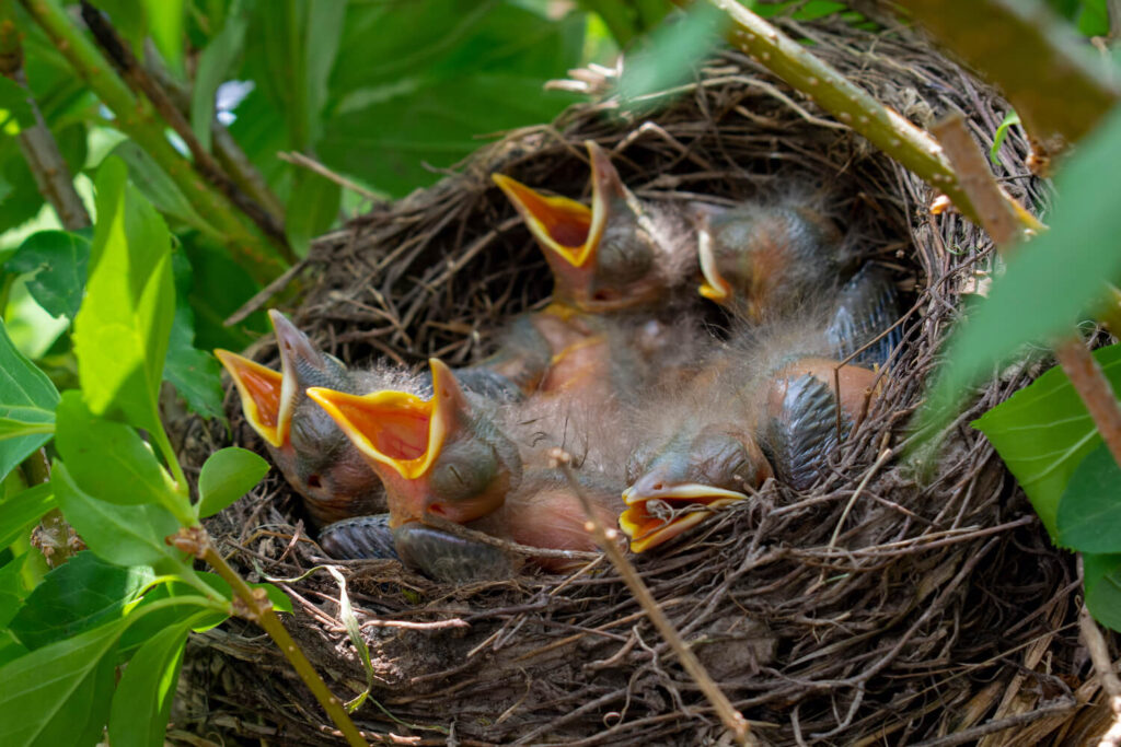 Jungvogel im Amselnest