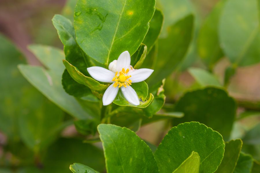 Bergamotte Blume