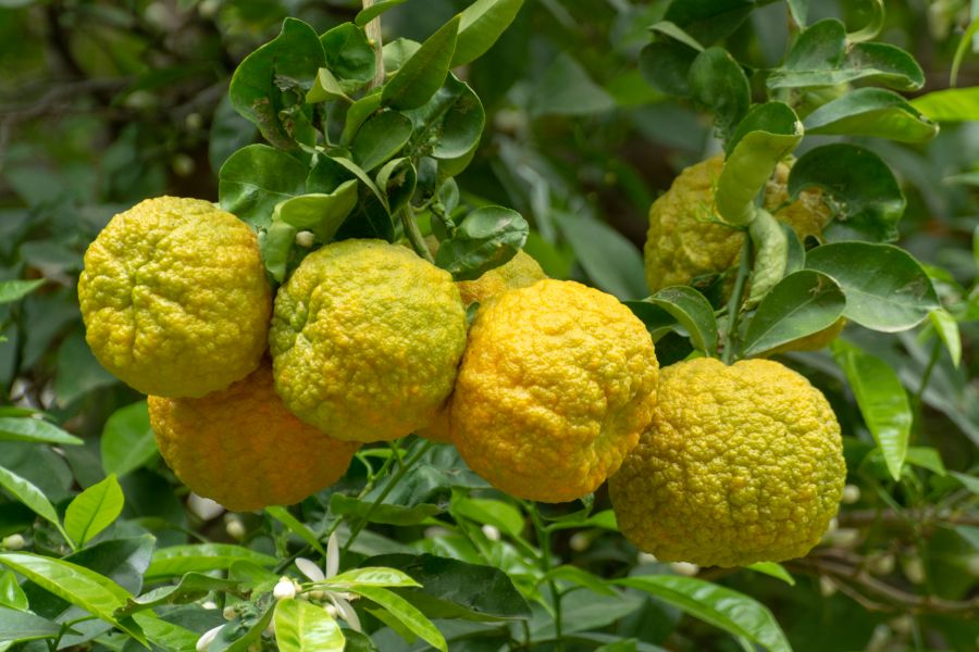 Bergamotte Frucht