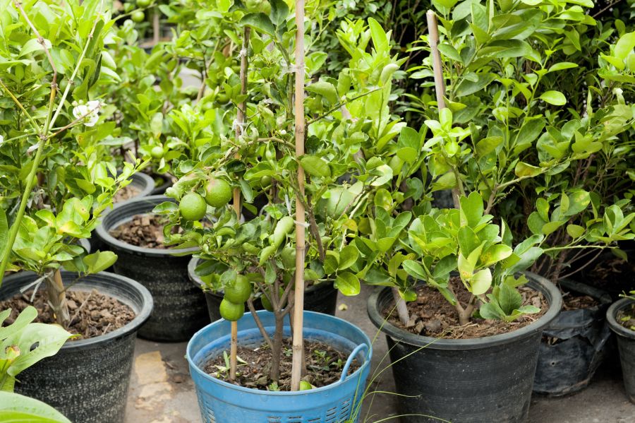 Bergamotte Pflanzen