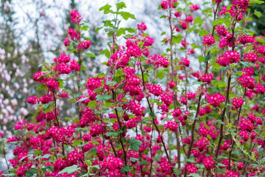 Blühende Hecke aus Blut-Johannisbeere