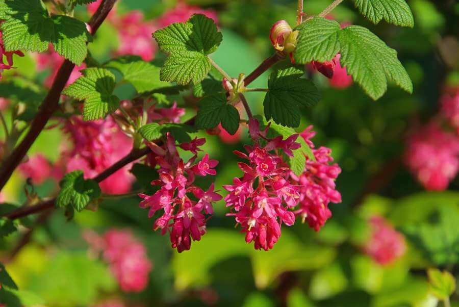 Blühende Hecken 12 winterharte Hecken mit Blüten Plantura