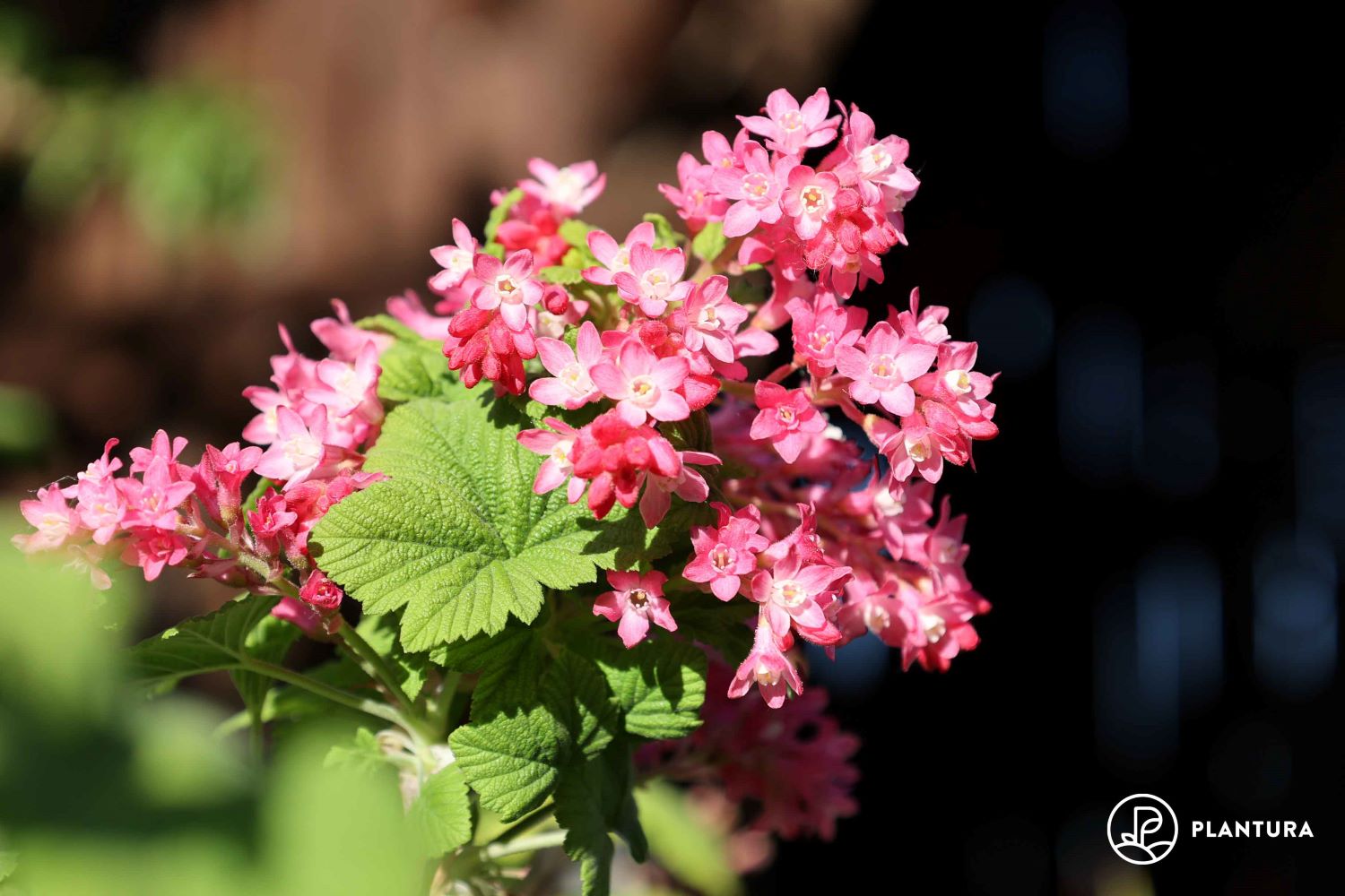 Blühende Hecken 12 winterharte Hecken mit Blüten Plantura